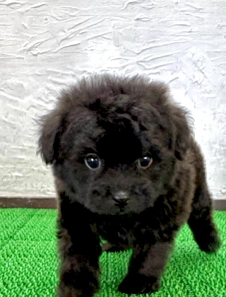 千葉のマルプー ブラックの子犬 顔アップ写真