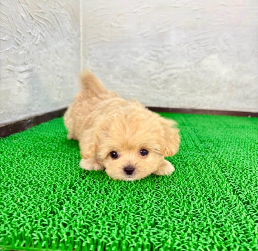 極小マルプーのサイズ感がわかる子犬｜500g以下基準