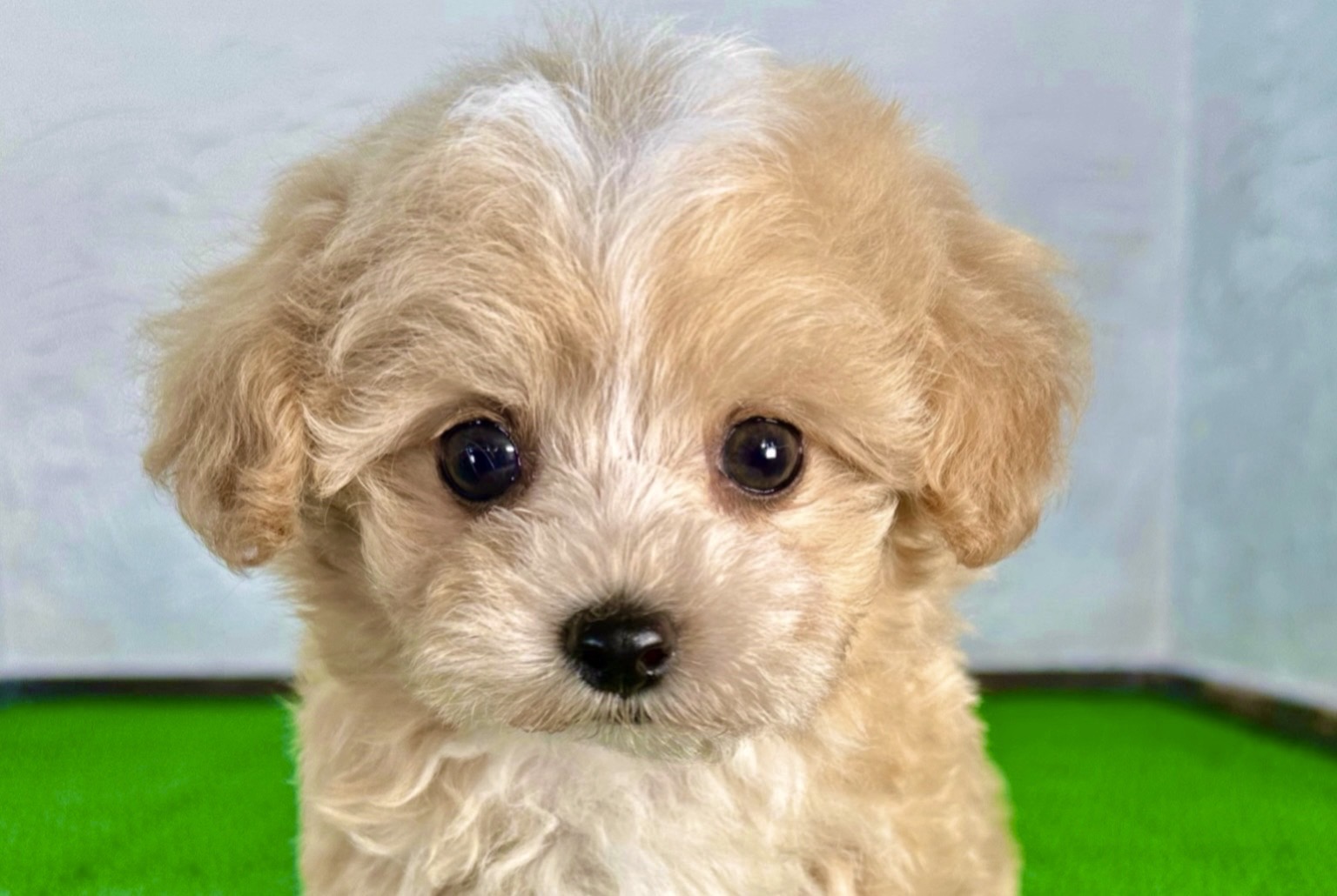 子犬販売｜千葉のマルプー専門ブリーダー マルプリティのクリームカラーのマルプー子犬