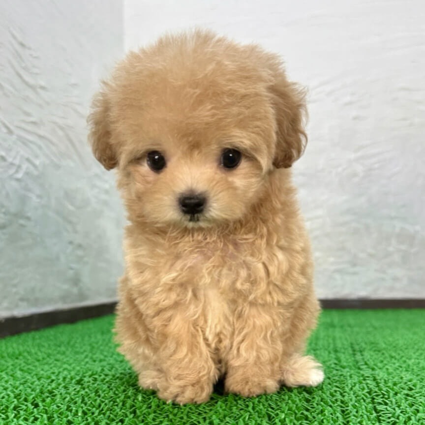 千葉の室内で撮影したアプリコットのマルプー(マルチーズ×トイプードル)の子犬